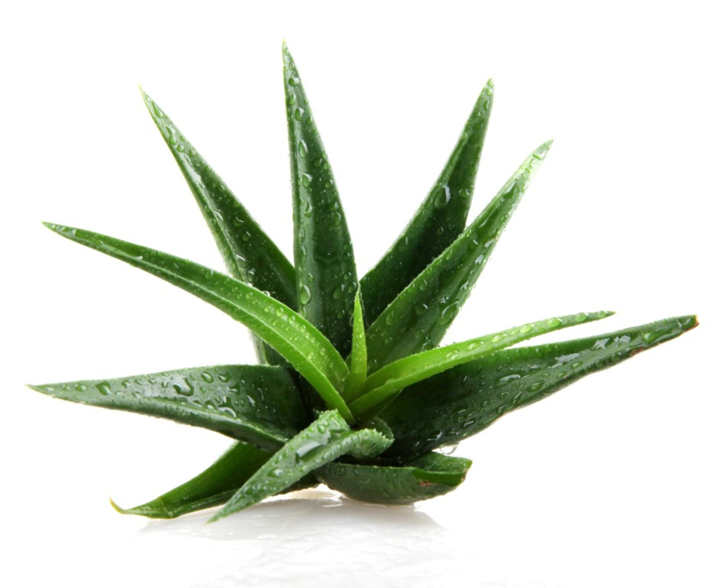 Herbs and Spices Fragrances Aloe Vera