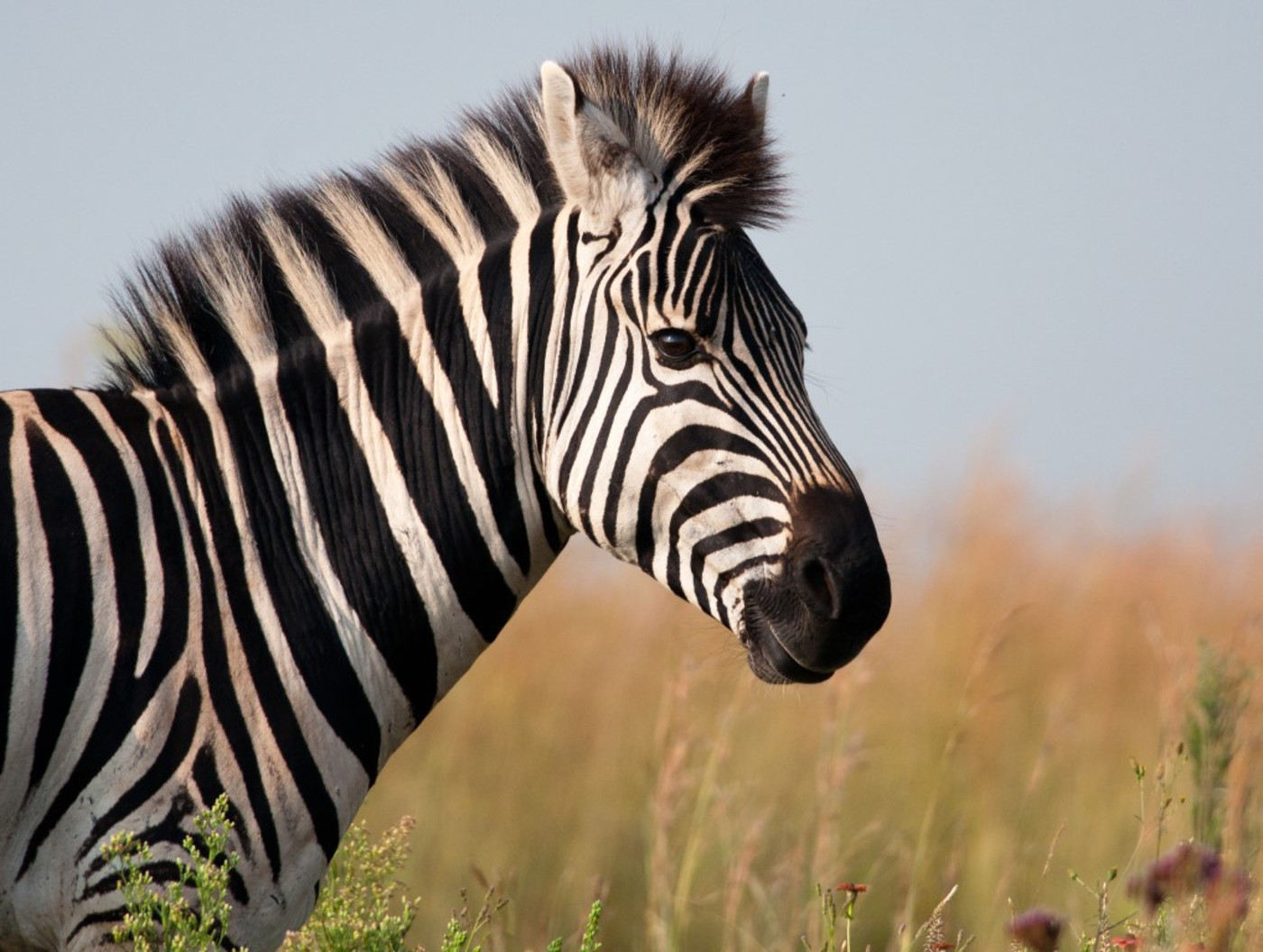 Animal Fragrances- Zebra